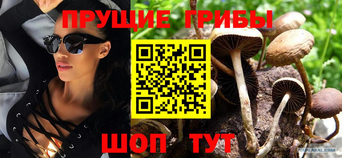 Галлюциногенные грибы Psilocybe Великий Устюг